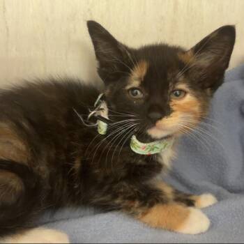 Eunice -  Domestic Short Hair Cat for Adoption in West Olive, Michigan - Eunice | PetCurious