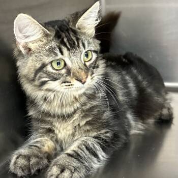 Rescue Domestic Short Hair Cats for Adoption in Hinesville, Georgia - Deer | PetCurious