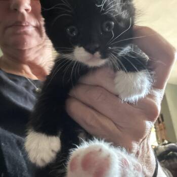 WHISKEY -  Domestic Short Hair Cat for Adoption in Ben Avon, Pennsylvania - WHISKEY | PetCurious
