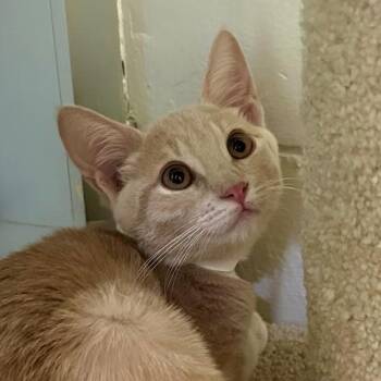 Kira -  Domestic Short Hair Cat for Adoption in Walnut Creek, California - Kira | PetCurious