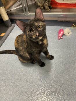 Marbles Tag 967 -  Domestic Short Hair Cat for Adoption in Central Islip, New York - Marbles Tag 967 | PetCurious