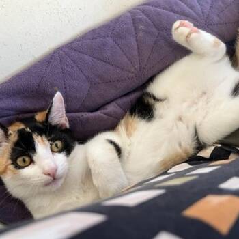 Rescue Calico Cats for Adoption in Eagle Point, Oregon - Circus My Love | PetCurious