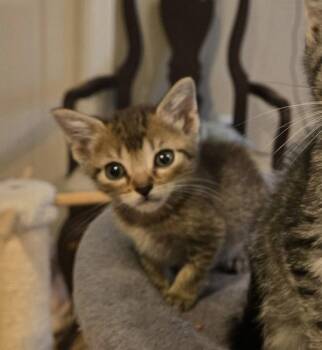 Domestic Short Hair Cats Available for Adoption in Rockaway, New Jersey - Sucre