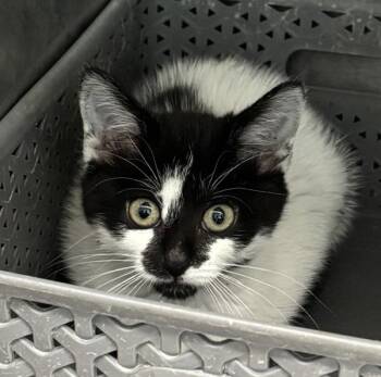 Malory -  Domestic Short Hair Cat for Adoption in Golden, Colorado - Malory | PetCurious