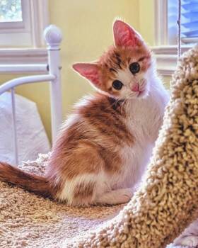Domestic Short Hair Cats Available for Adoption in San Francisco, California - Mars (bonded With Sun) | PetCurious