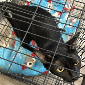 Rescue Domestic Short Hair Cats for Adoption in Arizona City, Arizona - Ma-am | PetCurious