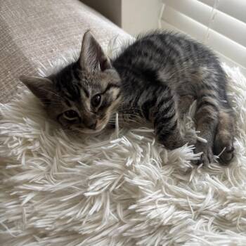 Domestic Short Hair Cats Available for Adoption in Missouri City, Texas - Butterfinger | PetCurious
