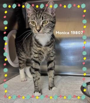 MONICA -  Domestic Short Hair Cat for Adoption in Marietta, Georgia - MONICA | PetCurious