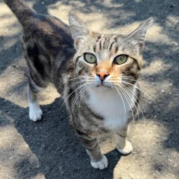 Gray -  Domestic Short Hair Cat for Adoption in Sonoma, California - Gray | PetCurious