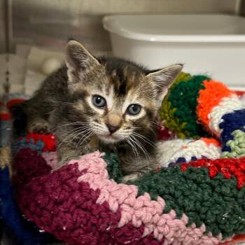 Kathrine FKA Marbles -  Domestic Short Hair Cat for Adoption in Chesapeake, Virginia - Kathrine FKA Marbles | PetCurious
