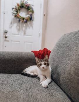 Simon - polydactyly sweetheart -  Tabby Cat for Adoption in Goodyear, Arizona - Simon - Polydactyly Sweetheart | PetCurious