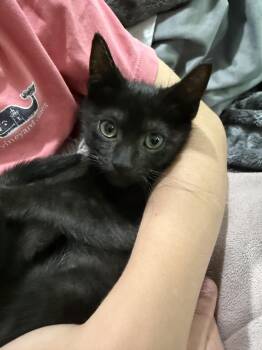 Finn -  Bombay and Siamese Cat for Adoption in Ridgefield, Connecticut - Finn | PetCurious