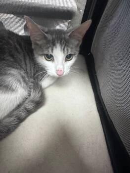 Rescue Domestic Short Hair Cats for Adoption in Pasadena, Texas - A180922 | PetCurious