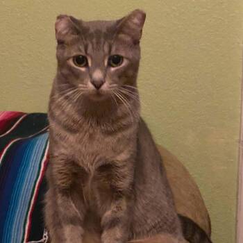 Domestic Short Hair Cats Available for Adoption in Waco, Texas - Turbo | PetCurious