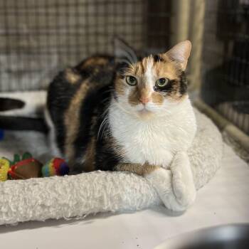 Aurora -  Domestic Short Hair Cat for Adoption in Lisbon, Connecticut - Aurora | PetCurious