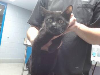 LEDASHA -  Domestic Short Hair Cat for Adoption in Albuquerque, New Mexico - LEDASHA | PetCurious