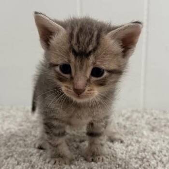 Moonlight -  Domestic Short Hair Cat for Adoption in North Canton, Ohio - Moonlight | PetCurious