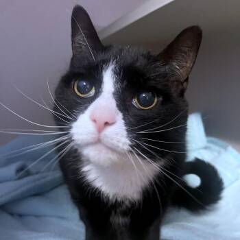 Oreo -  Domestic Short Hair and Extra Toes Cat Hemingway Polydactyl Cat for Adoption in Providence, Rhode Island - Oreo | PetCurious