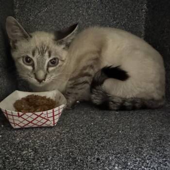 CHIPPER -  Domestic Short Hair Cat for Adoption in Pueblo, Colorado - CHIPPER | PetCurious