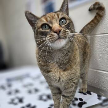 Rescue Domestic Short Hair Cats for Adoption in Incline Village, Nevada - Paulina | PetCurious