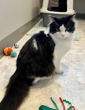 Domestic Long Hair Cats Available for Adoption - Gillian | PetCurious