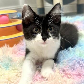 Daphne -  Domestic Short Hair Cat for Adoption in Prosper, Texas - Daphne | PetCurious