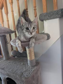 Skim -  American Shorthair Cat for Adoption in Markham, Ontario - Skim | PetCurious