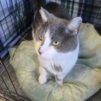 Domestic Short Hair Cats Available for Adoption in Mokena, Illinois - Syler | PetCurious