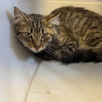 Darden -  Domestic Medium Hair Cat for Adoption in Rifle, Colorado - Darden | PetCurious