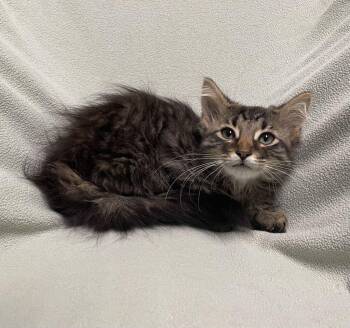 Pearl -  Domestic Long Hair Cat for Adoption in Jackson, Michigan - Pearl | PetCurious