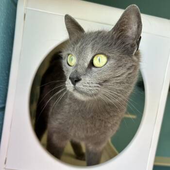 Domestic Short Hair Cats Available for Adoption in Durham, North Carolina - Circe | PetCurious