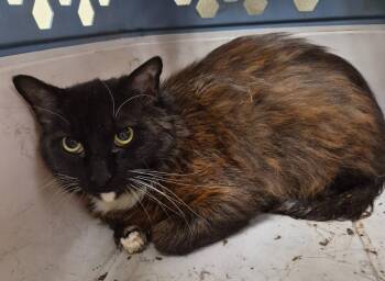 Domestic Short Hair Cats Available for Adoption in Christiansburg, Virginia - Shadow | PetCurious