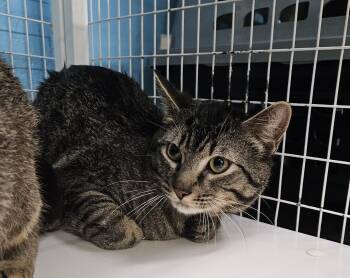 Domestic Short Hair Cats Available for Adoption - Whimsey | PetCurious