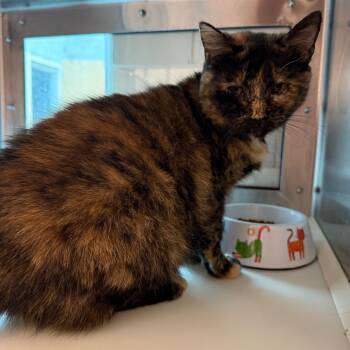 Domestic Short Hair Cats Available for Adoption in Fairport, New York - Sniffles | PetCurious