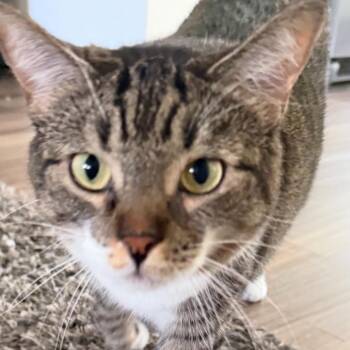 Brave -  Domestic Short Hair Cat for Adoption in Long Beach, California - Brave | PetCurious