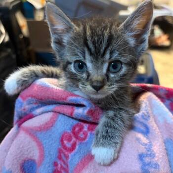 Galina -  Domestic Short Hair Cat for Adoption in Waldorf, Maryland - Galina | PetCurious