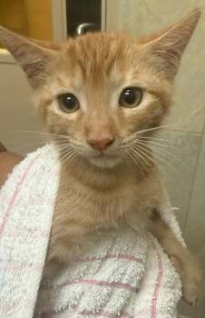Patrice -  Domestic Short Hair Cat for Adoption in Honolulu, Hawaii - Patrice | PetCurious