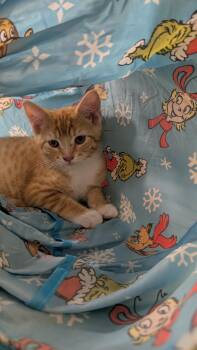 Scotch -  Domestic Short Hair Cat for Adoption in Missoula, Montana - Scotch | PetCurious