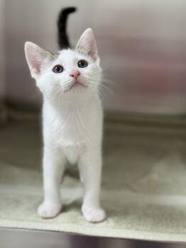 Domestic Short Hair Cats Available for Adoption in Pawleys Island, South Carolina - Elijah | PetCurious