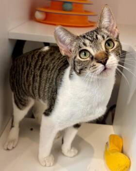 Rose -  Domestic Short Hair Cat for Adoption in Novato, California - Rose | PetCurious