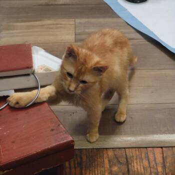 Rescue Domestic Short Hair Cats for Adoption in Franklin Township, New Jersey - Pony Boy | PetCurious