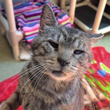 Domestic Long Hair Cats Available for Adoption in Chicago, Illinois - Elvis | PetCurious