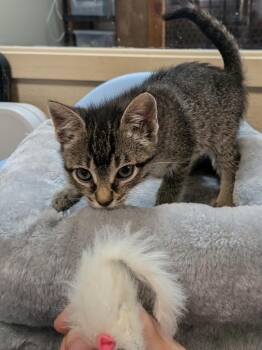 Foo Fighter -  Domestic Short Hair Cat for Adoption in North Richland Hills, Texas - Foo Fighter | PetCurious