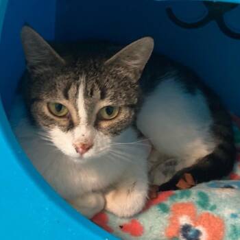 Irene - Super Friendly -  Tabby Cat for Adoption in Hoquiam, Washington - Irene - Super Friendly | PetCurious
