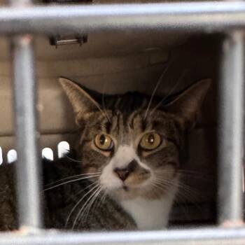 Professor Purrington -  Domestic Short Hair Cat for Adoption in Philadelphia, Pennsylvania - Professor Purrington | PetCurious