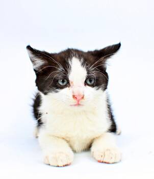 Abel -  Domestic Short Hair Cat for Adoption in Morton Grove, Illinois - Abel | PetCurious
