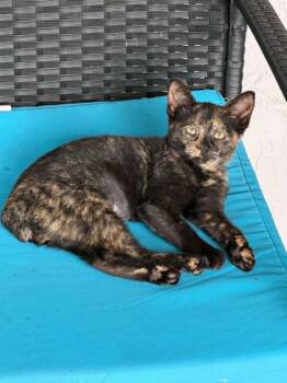 Sweetie -  Tortoiseshell Cat for Adoption in West Palm Beach, Florida - Sweetie | PetCurious