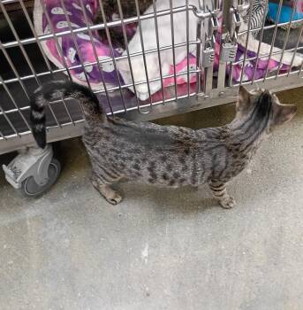 Mariposa - friendly & playful -  Bengal and Domestic Short Hair Cat for Adoption in Hendersonville, Tennessee - Mariposa - Friendly & Playful | PetCurious