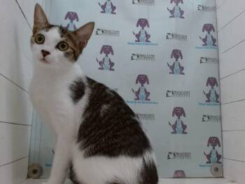 AGATHA -  Domestic Short Hair Cat for Adoption in Orlando, Florida - AGATHA | PetCurious