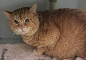 Garfield -  Domestic Short Hair Cat for Adoption in Ridgway, Colorado - Garfield | PetCurious